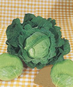 cabbage white brunswick seeds production