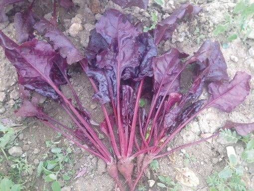 beetroot bull's blood seeds production