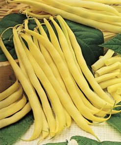 bean burro di rocquencourt seeds production