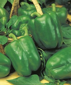 pepper california wonder seeds production