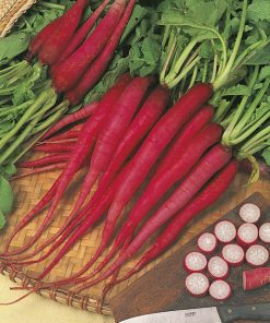 produzione semi ravanello candela di fuoco