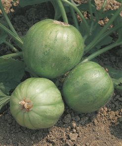 produzione semi carosello del sud italia carosello tondo liscio manduria