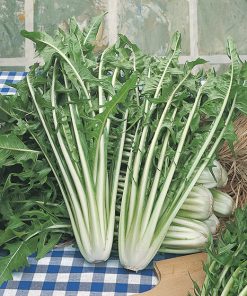 produzione semi cicoria catalogna a foglia frastagliata sel. export