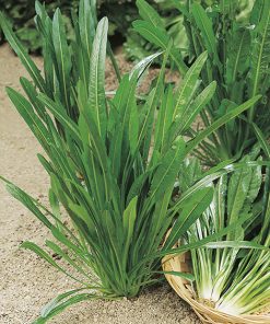 chicory catalogna puntarelle a foglia stretta seeds production