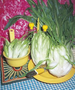 chicory catalogna puntarelle di galatina seeds production