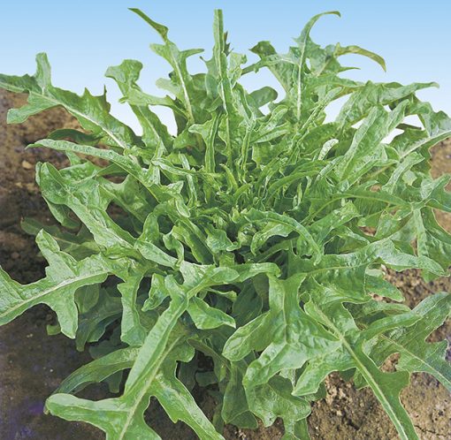 lettuce catalogna seeds production