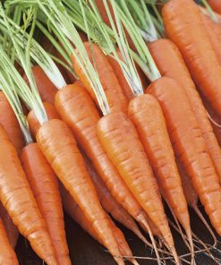 carrot chantenay red cored 2 seeds production