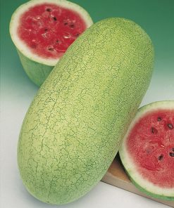 watermelon charleston grey seeds production