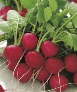 radish cherry belle seeds production