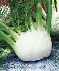 produzione semi finocchio chiarino