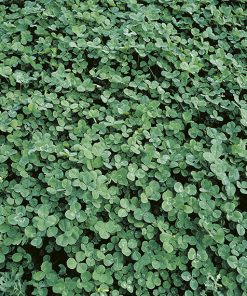 production Clover Lawn seeds