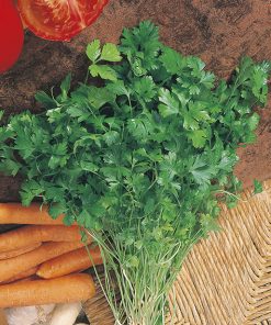 parsley common-plain 2 seeds production