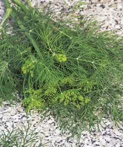 dill compact seeds production
