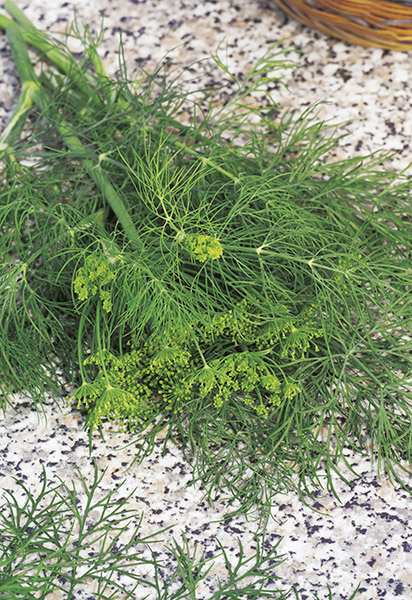 dill compact seeds production