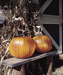 pumpkin connecticut field seeds production