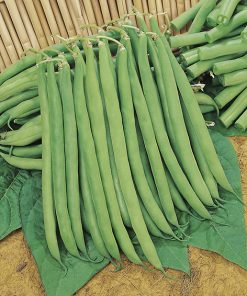 bean contender seeds production