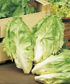 endive broad leaves cornet de bordeaux seeds production
