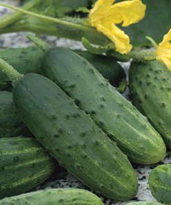 produzione semi cetriolo cornichon de paris