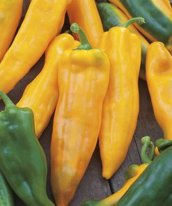 pepper corno di toro giallo seeds production