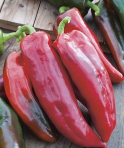 pepper corno di toro rosso seeds production