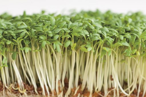 cress common seeds production