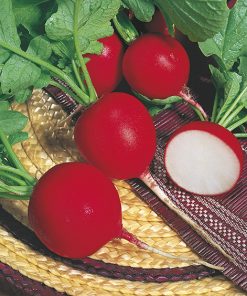 radish crimson giant seeds production