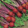 beetroot crimson globe seeds production