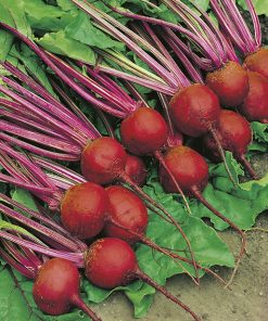 beetroot crimson globe seeds production