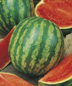 production seeds Watermelon crimson Marvel F1