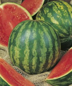 watermelon crimson sweet seeds production