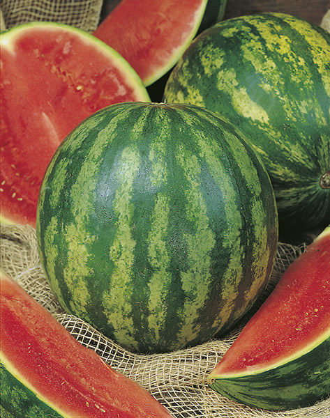 watermelon crimson sweet seeds production