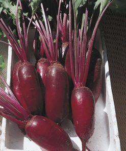 beetroot cylindra seeds production