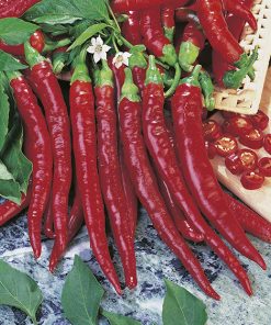 produzione semi peperone daja