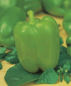 pepper DAUNIA F1 hybrid seeds production
