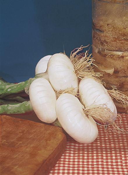 onion white de barletta seeds production