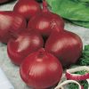 onion red de brunswich seeds production