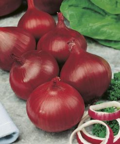 onion red de brunswich seeds production