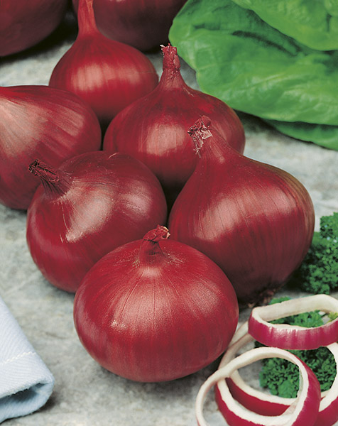 onion red de brunswich seeds production