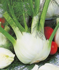 fennel de florencia seeds production