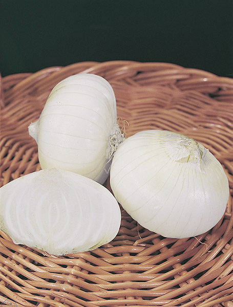 onion white de paris seeds production