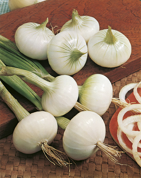 onion white de vaugirard seeds production