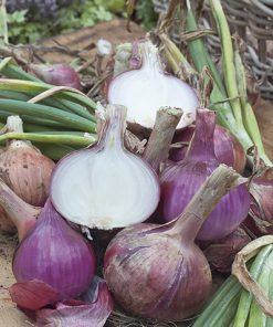 onion red della rocca bruna seeds production
