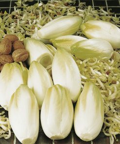 chicory di bruxelles seeds production
