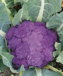 cauliflower di sicilia violetto seeds production