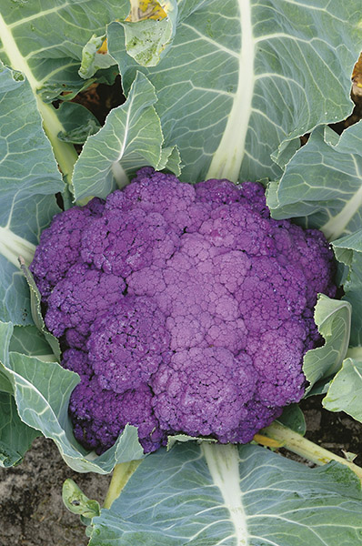 cauliflower di sicilia violetto seeds production