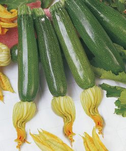 squash diamant seeds production