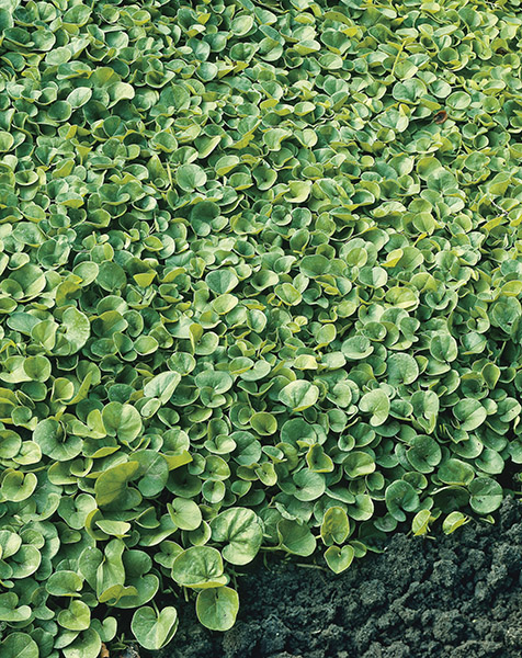 lawn dichondra seeds production