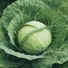 cabbage white dittmarscher middelvroege seeds production