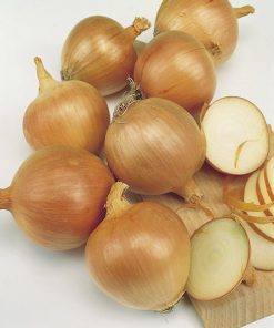 produzione semi cipolla a tunica gialla dorata di parma