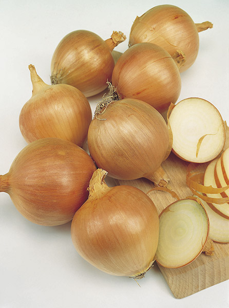 onion yellow dorata di parma seeds production